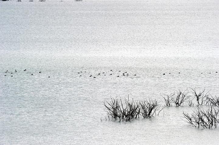 Biviere di Lentini 23.1.2011 (209).jpg